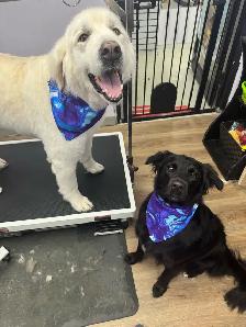 Dog Grooming Sudbury- accepting new clients - Photo 7