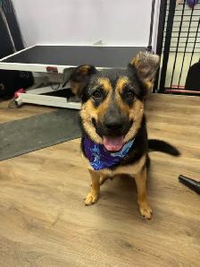 Dog Grooming Sudbury- accepting new clients - Photo 8