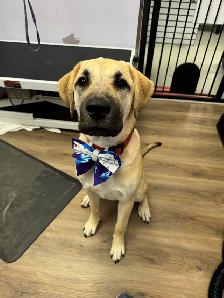 Dog Grooming Sudbury- accepting new clients - Photo 9