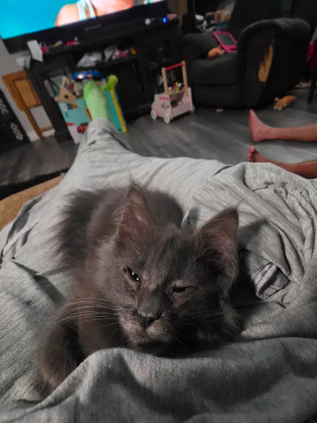 Maincoon mix