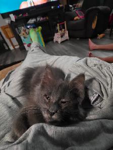 Maincoon mix