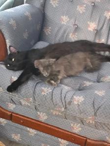 Maincoon mix - Photo 2