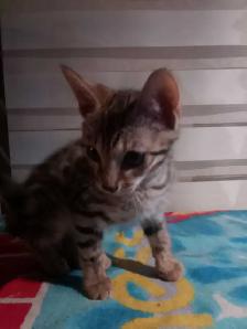 chaton Bengal - Photo 7