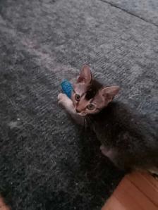 chaton Bengal - Photo 8