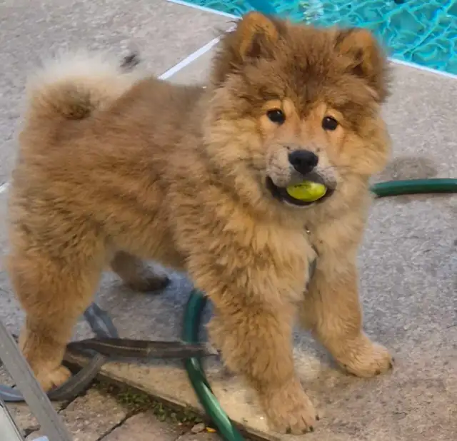 Chow Chow   male puppy