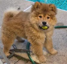 Chow Chow   male puppy