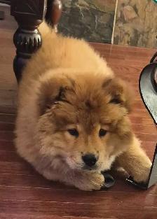 Chow Chow   male puppy - Photo 2