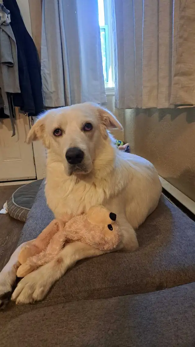 Bailey needs a Home
