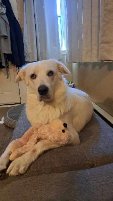 Bailey needs a Home