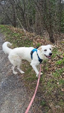 Bailey needs a Home - Photo 2