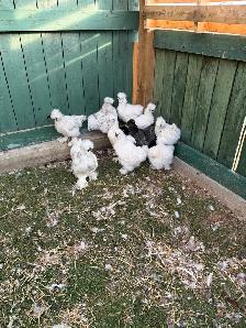 Silkie Roosters - Photo 2