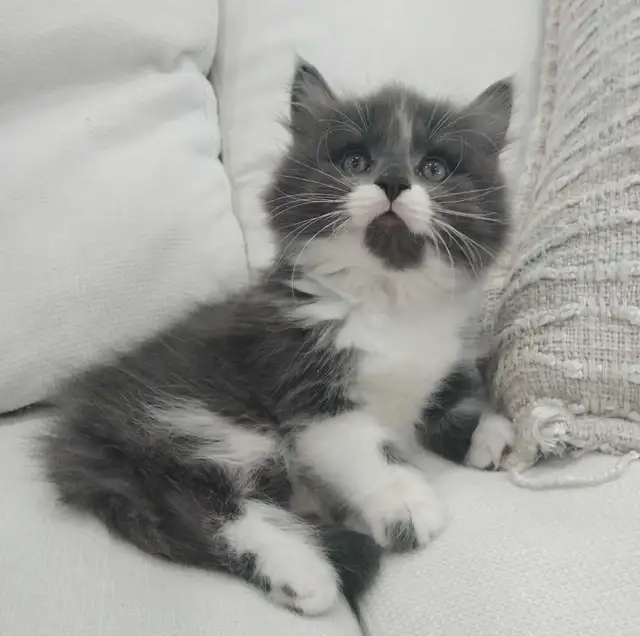 Chaton sibérien hypoallergene