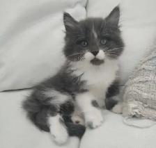 Chaton sibérien hypoallergene - Photo 2