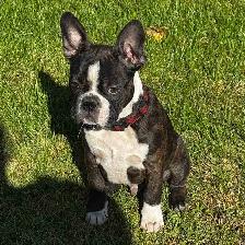 chiot  mâle Frenchton
