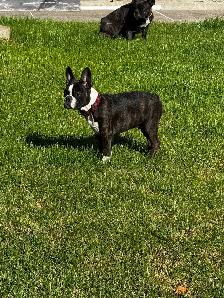 chiot  mâle Frenchton - Photo 2