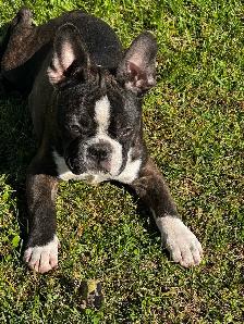 chiot  mâle Frenchton - Photo 4