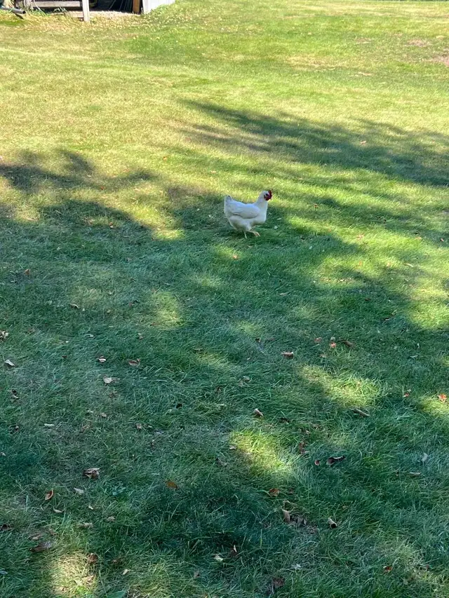 chickens