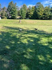 chickens - Photo 2