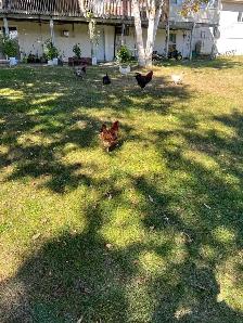 chickens - Photo 3