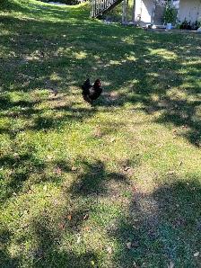 chickens - Photo 4