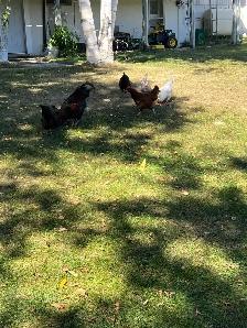 chickens - Photo 5