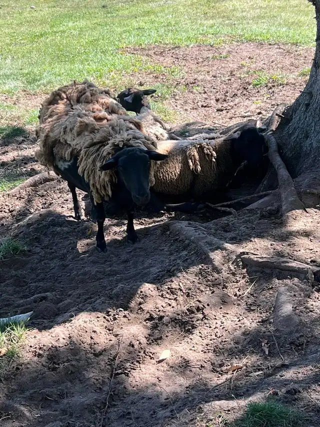 dorper mix ewe
