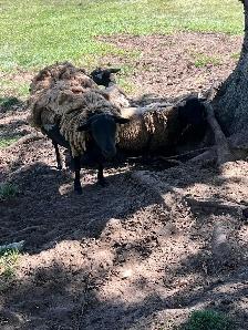 dorper mix ewe