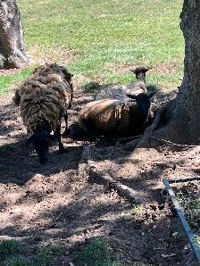 dorper mix ewe - Photo 2