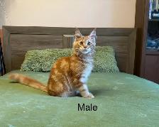 Maine Coon Kittens