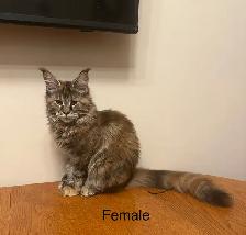 Maine Coon Kittens - Photo 4