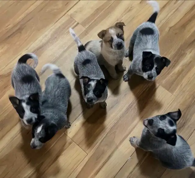 Purebred Blue/Red Heeler puppies