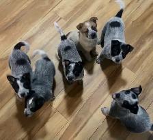 Purebred Blue/Red Heeler puppies