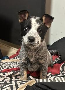 Purebred Blue/Red Heeler puppies - Photo 2