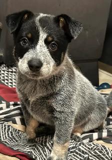 Purebred Blue/Red Heeler puppies - Photo 3