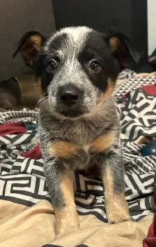 Purebred Blue/Red Heeler puppies - Photo 4
