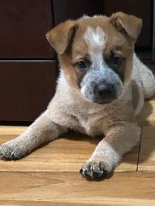 Purebred Blue/Red Heeler puppies - Photo 5