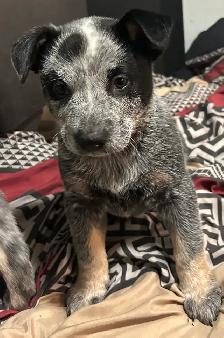 Purebred Blue/Red Heeler puppies - Photo 6