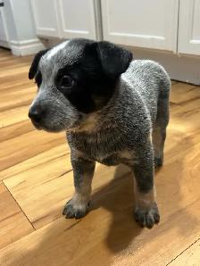 Purebred Blue/Red Heeler puppies - Photo 7