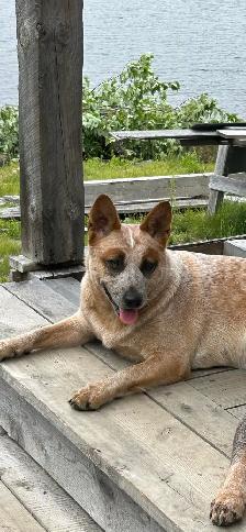 Purebred Blue/Red Heeler puppies - Photo 8