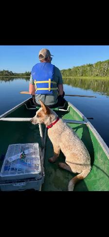 Purebred Blue/Red Heeler puppies - Photo 9