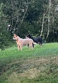 Purebred Blue/Red Heeler puppies - Photo 10