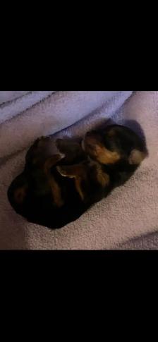 Male Yorkie $2,500