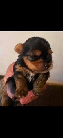 Male Yorkie $2,500 - Photo 2