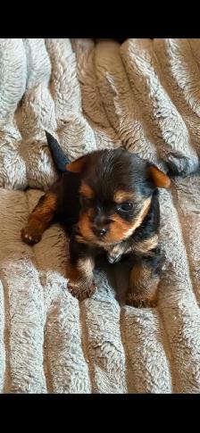 Male Yorkie $2,500 - Photo 3