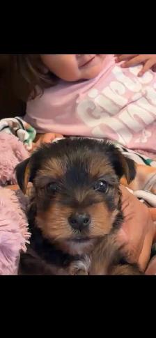 Male Yorkie $2,500 - Photo 4