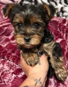 Male Yorkie $2,500 - Photo 5