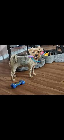 Male Yorkie $2,500 - Photo 6