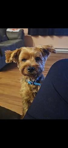 Male Yorkie $2,500 - Photo 7