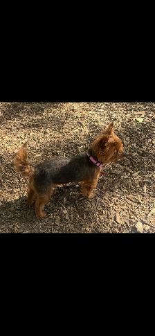Male Yorkie $2,500 - Photo 8