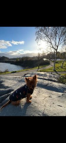 Male Yorkie $2,500 - Photo 9